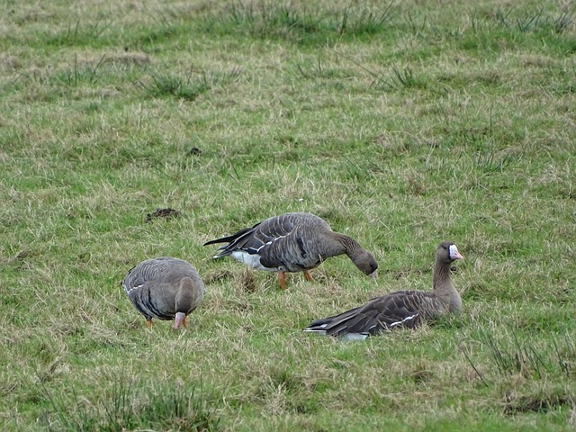 萨达乌斯卡 萨达乌斯卡